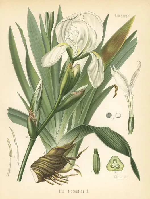 Framed Print : White flag, Iris x germanica. White flag Framed Print : White flag, Iris x germanica. White flag