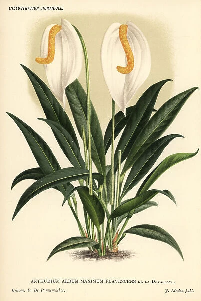 White flamingo flower, Anthurium scherzianum var