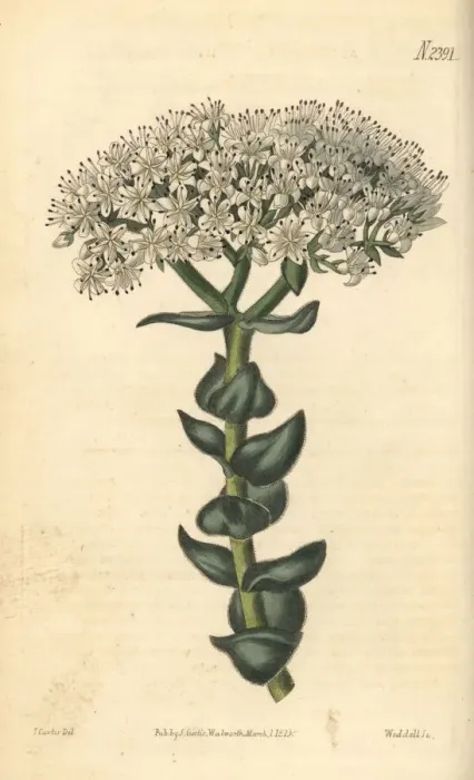 Framed Print : White-flowered crassula, Crassula albiflora Framed Print : White-flowered crassula, Crassula albiflora