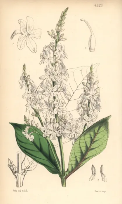 Framed Print : White-flowered eranthemum, Eranthemum albiflorum Framed Print : White-flowered eranthemum, Eranthemum albiflorum
