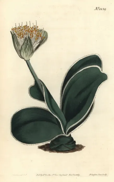 Framed Print : White-flowered haemanthus, Haemanthus albiflos Framed Print : White-flowered haemanthus, Haemanthus albiflos