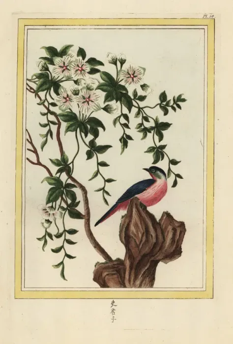 Framed Print : White-flowered ladys nightcap, Bonamia species Framed Print : White-flowered ladys nightcap, Bonamia species