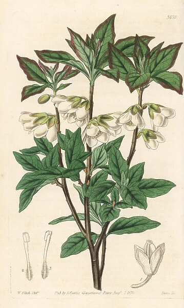 White flowered rhodendron, Rhododendron albiflorum