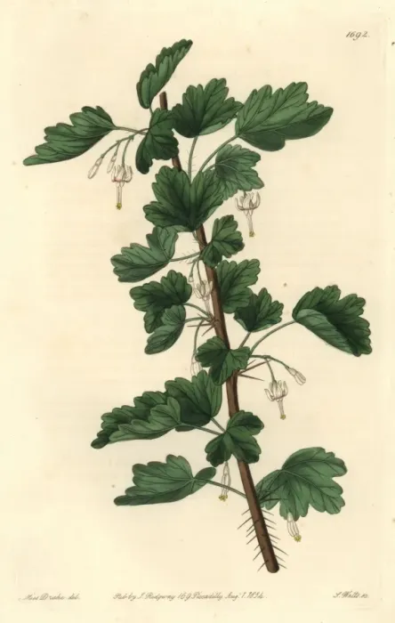 Framed Print : White-flowered or snow gooseberry, Ribes niveum Framed Print : White-flowered or snow gooseberry, Ribes niveum