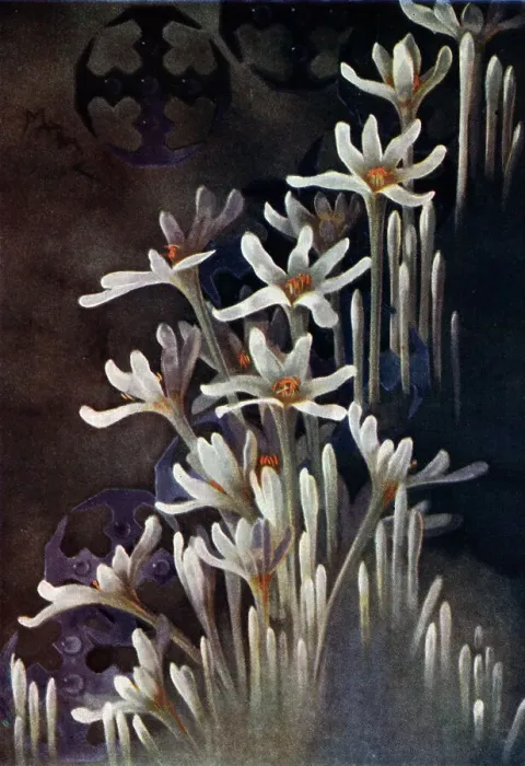 Framed Print : White Flowers Framed Print : White Flowers