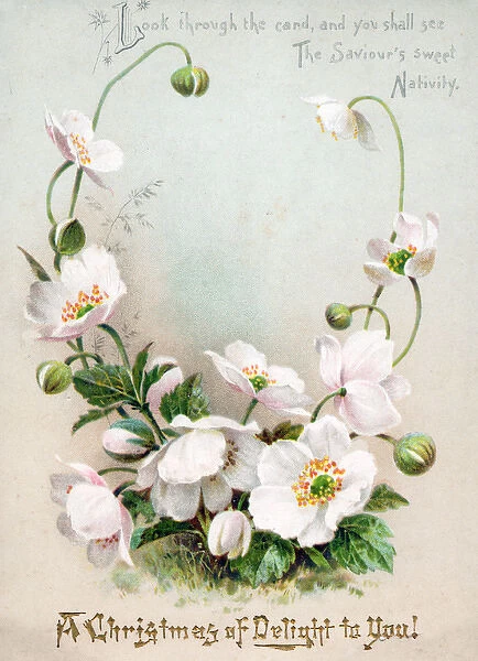 White flowers and buds on a Christmas card