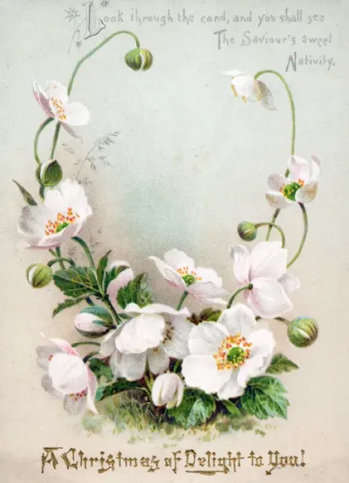 Framed Print : White flowers and buds on a Christmas card Framed Print : White flowers and buds on a Christmas card