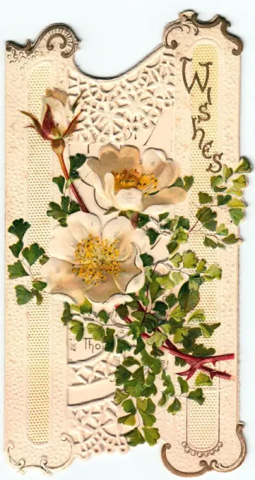 Framed Print : White flowers on a cutout greetings card Framed Print : White flowers on a cutout greetings card