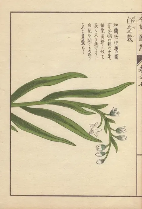Framed Print : White flowers and leaves of cardamom, Elettaria Framed Print : White flowers and leaves of cardamom, Elettaria