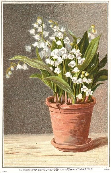 White flowers in a plant pot on a Christmas card