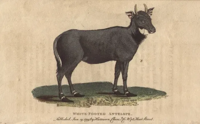 Framed Print : White footed antelope, Nylghau or Nilgai, Boselaphus Framed Print : White footed antelope, Nylghau or Nilgai, Boselaphus