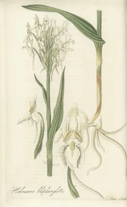 Framed Print : White fringed orchid, Platanthera blephariglottis Framed Print : White fringed orchid, Platanthera blephariglottis