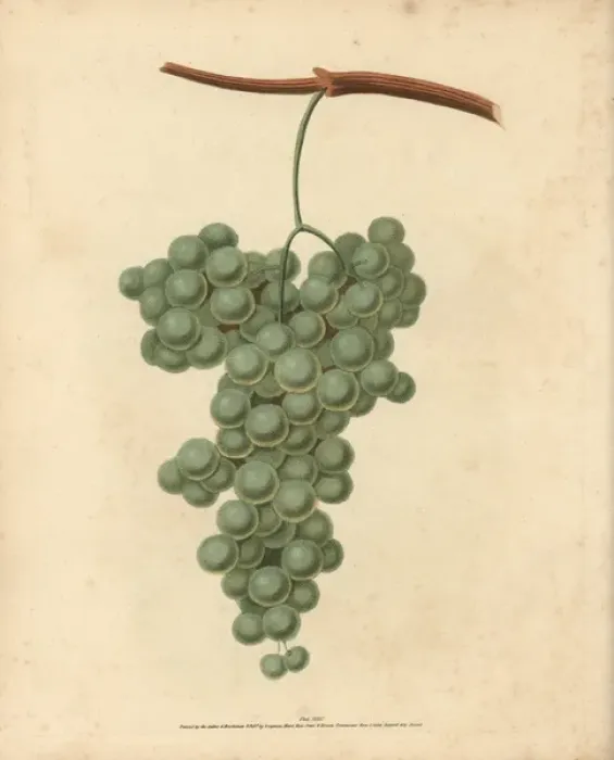 Framed Print : White Frontiniac grape, Vitis vinifera Framed Print : White Frontiniac grape, Vitis vinifera