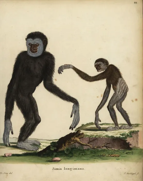 Framed Print : White-handed or lar gibbon, Hylobates lar. Endangered Framed Print : White-handed or lar gibbon, Hylobates lar. Endangered