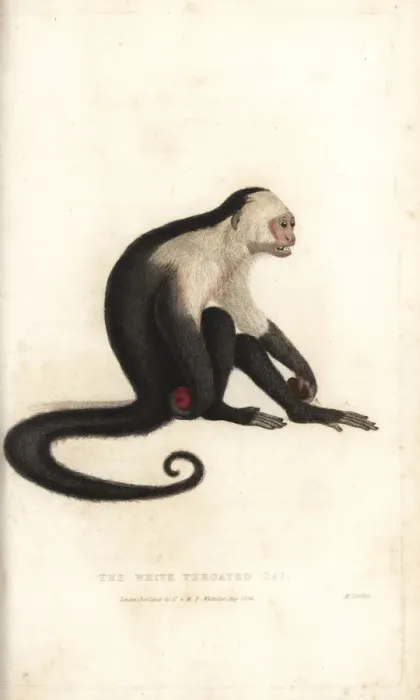 Framed Print : White-headed capuchin, Cebus capucinus Framed Print : White-headed capuchin, Cebus capucinus