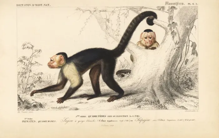 Framed Print : White-headed capuchin, Cebus capucinus Framed Print : White-headed capuchin, Cebus capucinus