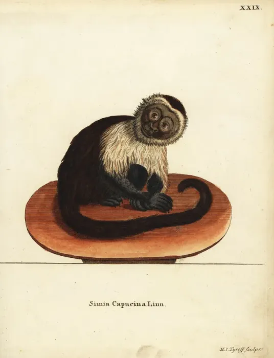 Framed Print : White-headed capuchin monkey, Cebus capucinus Framed Print : White-headed capuchin monkey, Cebus capucinus