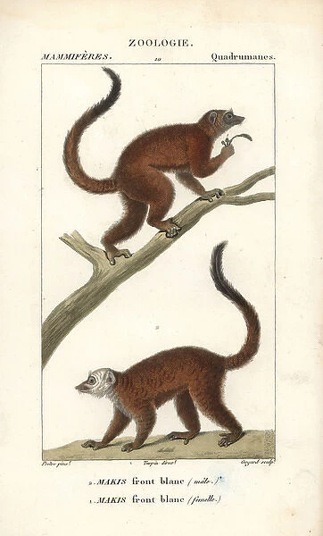 White-headed lemur, Eulemur albifrons, male