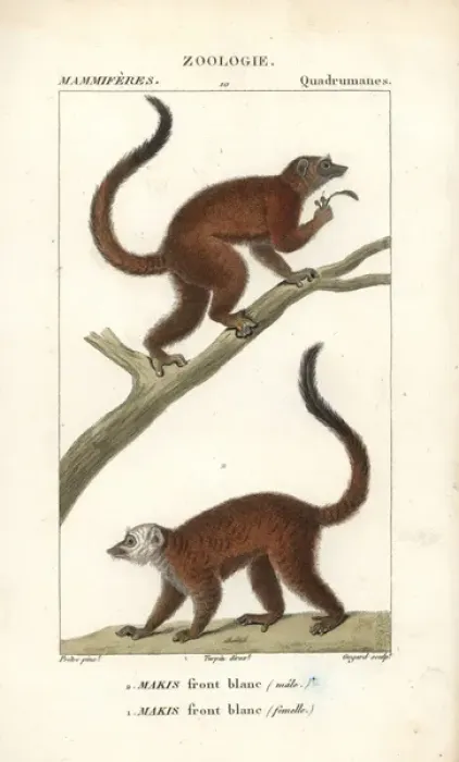 Framed Print : White-headed lemur, Eulemur albifrons, male Framed Print : White-headed lemur, Eulemur albifrons, male