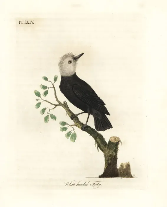 Framed Print : White-headed marsh tyrant, Arundinicola leucocephala Framed Print : White-headed marsh tyrant, Arundinicola leucocephala