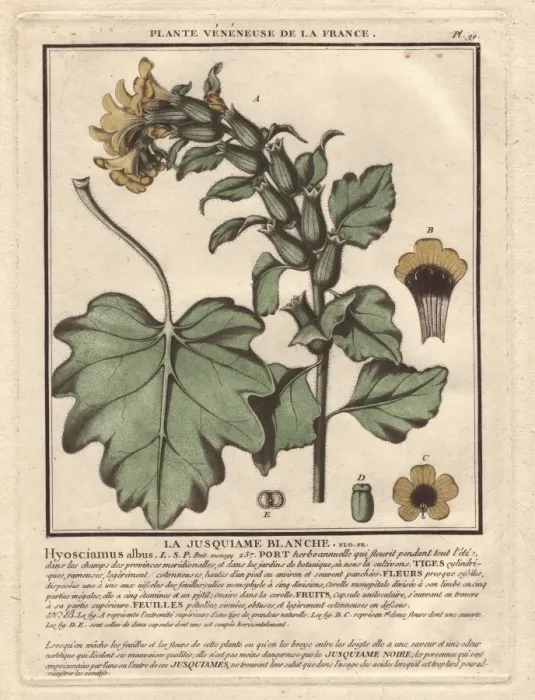 Framed Print : White henbane, Hyoscyamus albus Framed Print : White henbane, Hyoscyamus albus