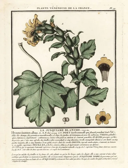 Framed Print : White henbane, Hyoscyamus albus Framed Print : White henbane, Hyoscyamus albus