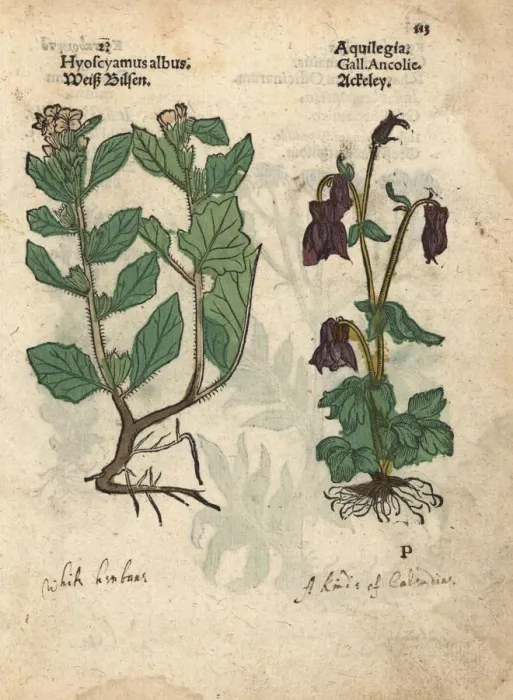 Framed Print : White henbane, Hyoscyamus albus, and columbine Framed Print : White henbane, Hyoscyamus albus, and columbine