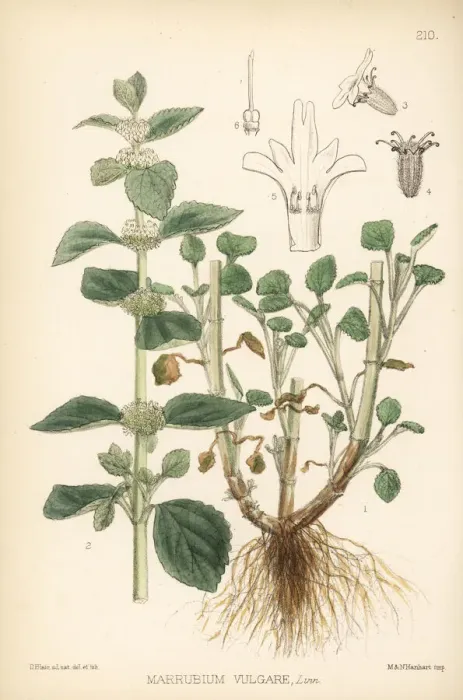 Framed Print : White horehound, Marrubium vulgare Framed Print : White horehound, Marrubium vulgare