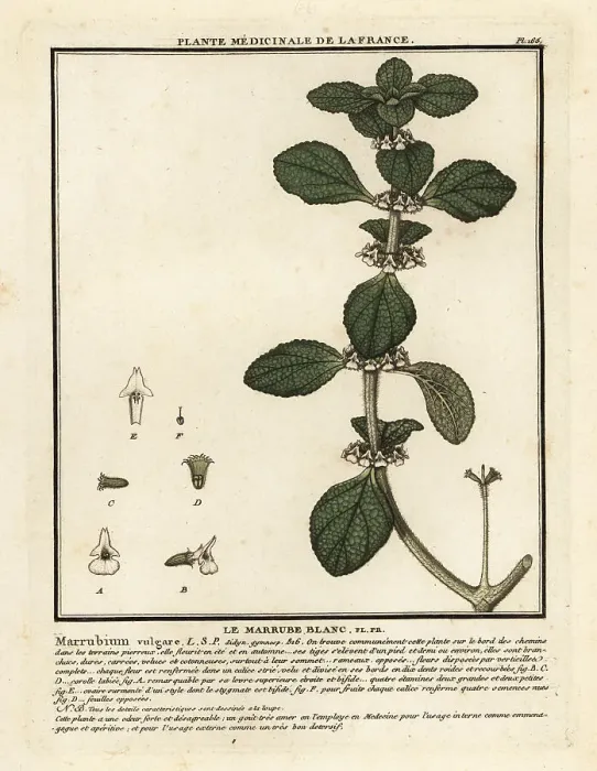 Framed Print : White horehound, Marrubium vulgare Framed Print : White horehound, Marrubium vulgare