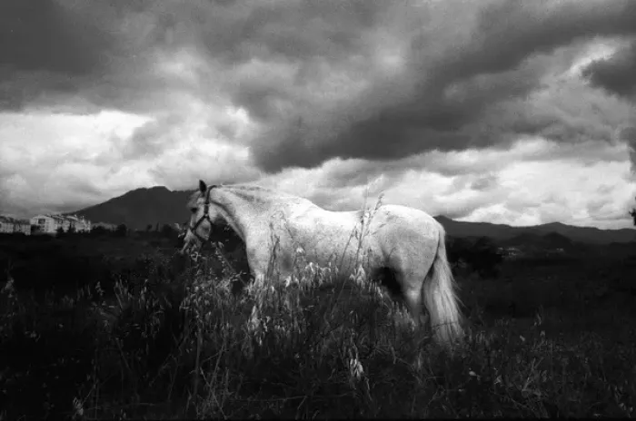 Framed Print : White horse in landscape Spain Framed Print : White horse in landscape Spain
