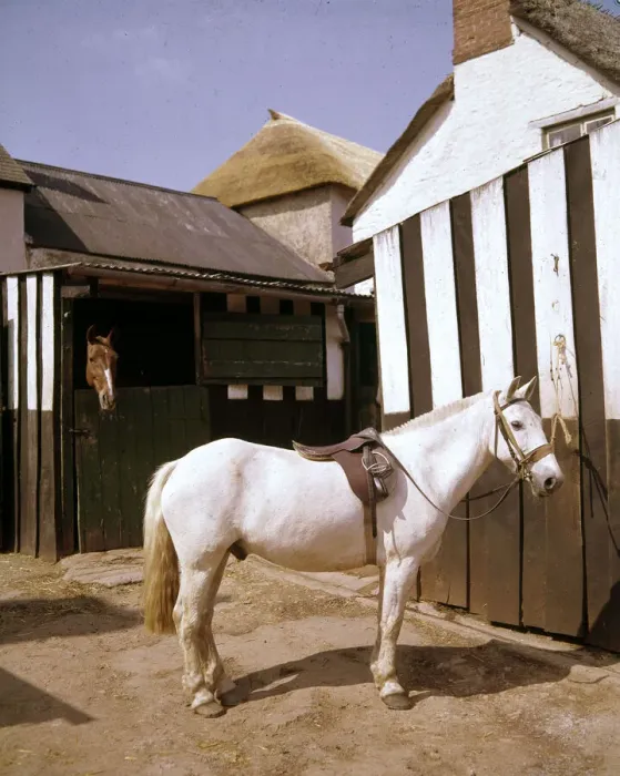 Framed Print : White horse with saddle and bridle in stable yard Framed Print : White horse with saddle and bridle in stable yard