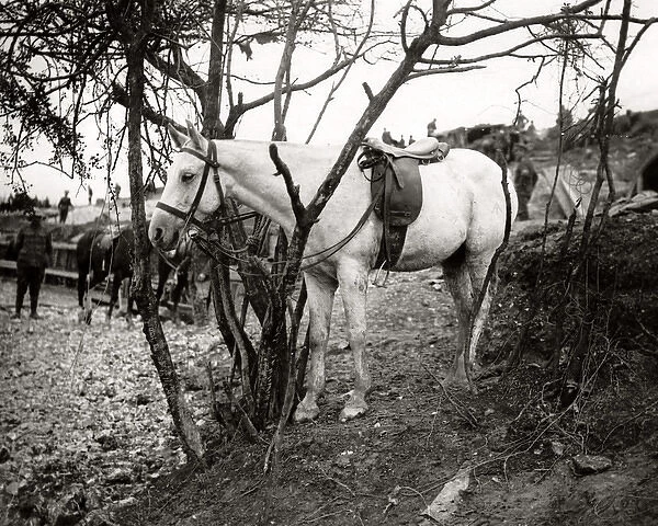 White horse waiting for his rider, Western Front, WW1