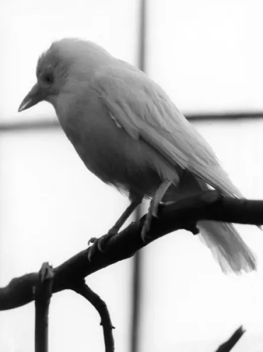 Framed Print : White Jackdaw Framed Print : White Jackdaw