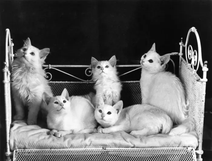 Framed Print : FIVE WHITE KITTENS Framed Print : FIVE WHITE KITTENS