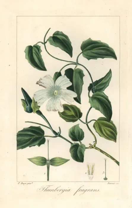 Framed Print : White lady, Thunbergia fragrans, native to Australia Framed Print : White lady, Thunbergia fragrans, native to Australia