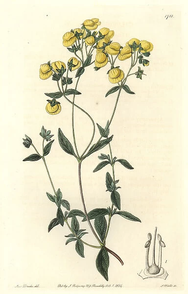 White-leaved slipperwort or capachito, Calceolaria