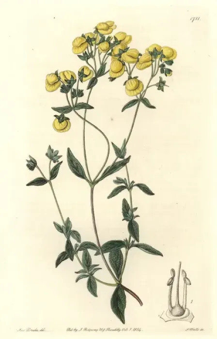 Framed Print : White-leaved slipperwort or capachito, Calceolaria Framed Print : White-leaved slipperwort or capachito, Calceolaria