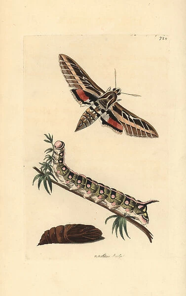 White-lined sphinx moth, Hyles lineata, caterpillar and pupa
