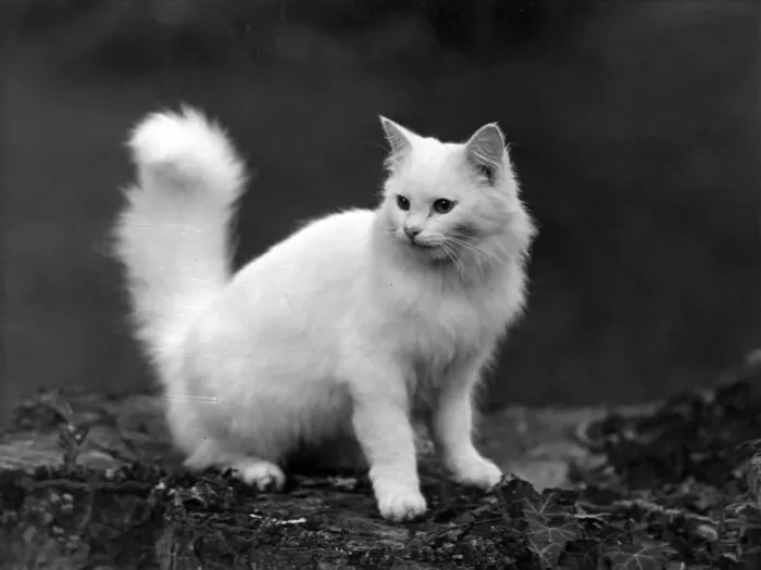 Framed Print : WHITE LONGHAIRED KITTEN Framed Print : WHITE LONGHAIRED KITTEN