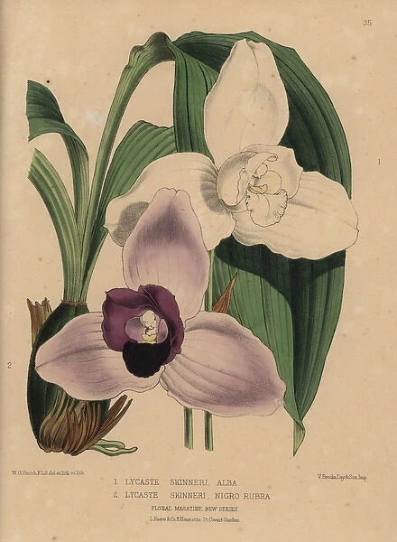 White Lycaste skinneri alba orchid or Monja