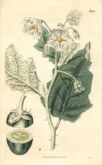 Framed Print : White-margined nightshade, Solanum marginatum Framed Print : White-margined nightshade, Solanum marginatum