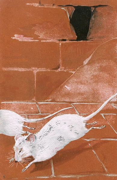 Two White Mice run past a brick wall