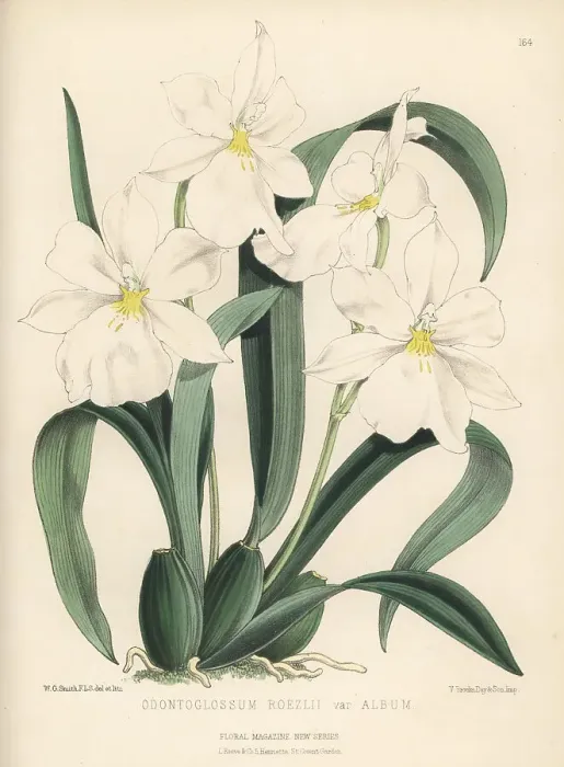 Framed Print : White Miltoniopsis orchid, Miltoniopsis roezlii Framed Print : White Miltoniopsis orchid, Miltoniopsis roezlii