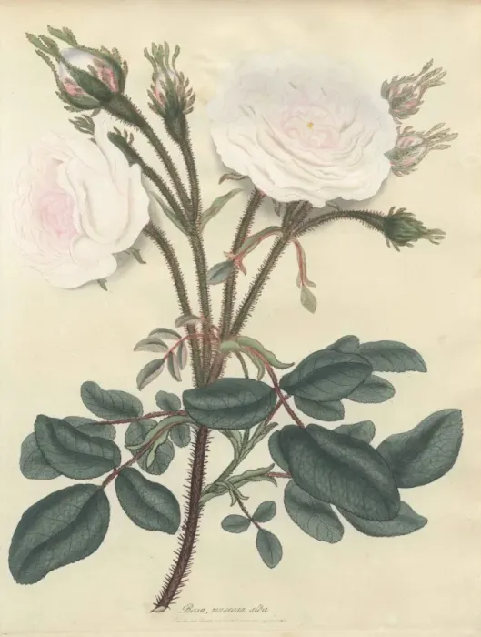 Framed Print : White moss rose, Rosa muscosa alba Framed Print : White moss rose, Rosa muscosa alba