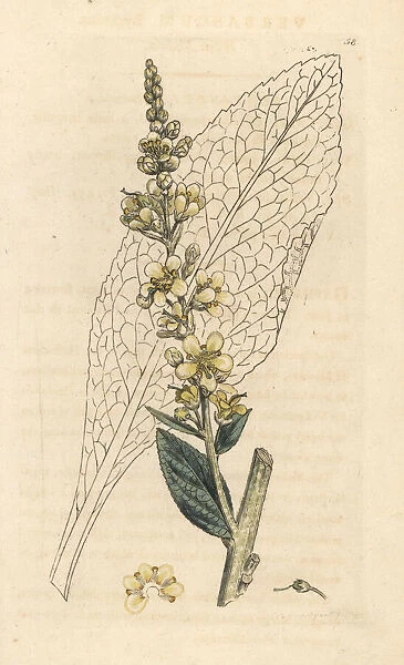 White mullein, Verbascum lychnitis