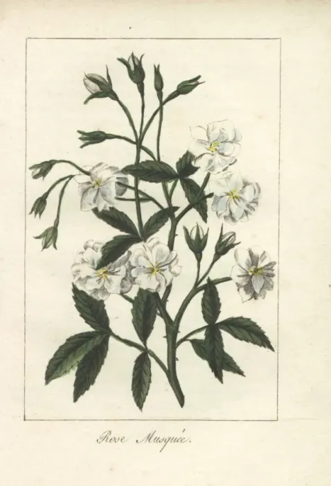 Framed Print : White musk rose, Rosa moschata Framed Print : White musk rose, Rosa moschata