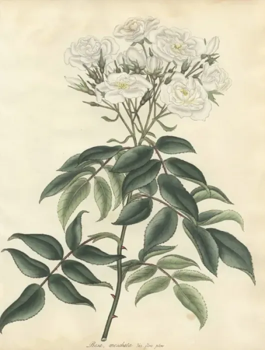 Framed Print : White musk rose, Rosa moschata var flore pleno Framed Print : White musk rose, Rosa moschata var flore pleno