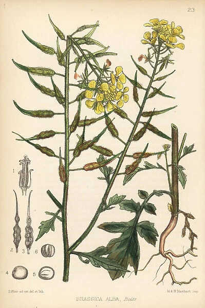 White mustard, Brassica alba