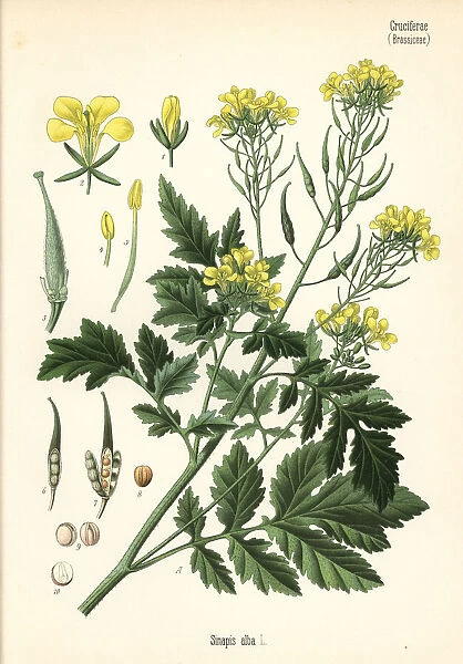 White mustard, Sinapis alba