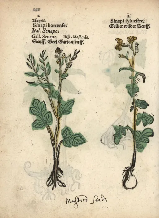 Framed Print : White mustard, Sinapis alba, and hedge mustard